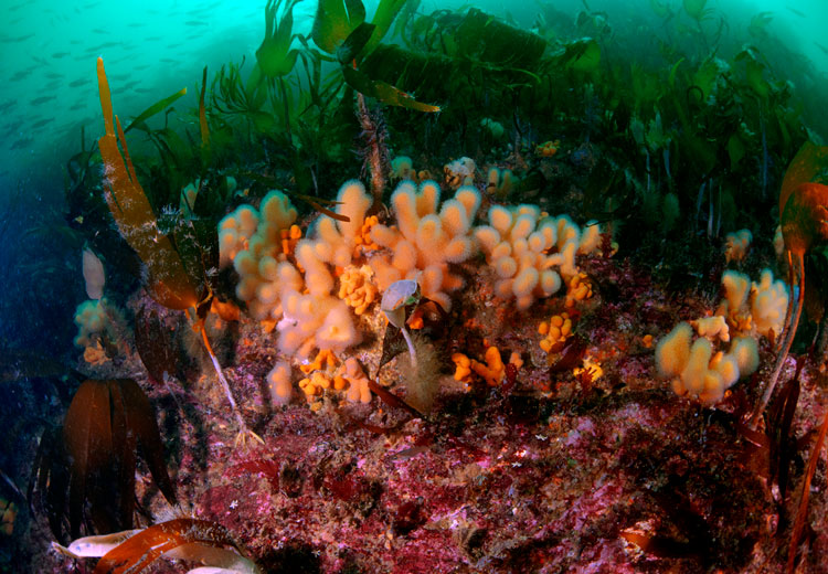 A kelp forest in Orkney, Scotland. Image courtesy of M. Sayer, Tritonia Scientific.