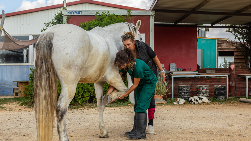 Students practice equine medicine