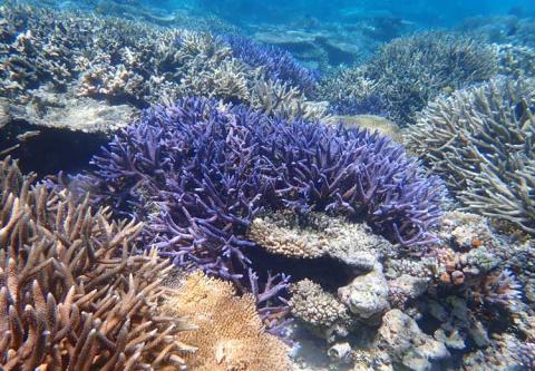Palau reeef