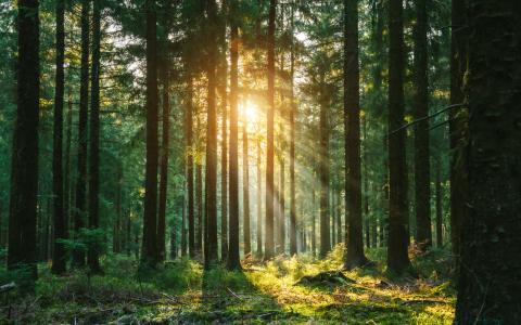 Light through the trees